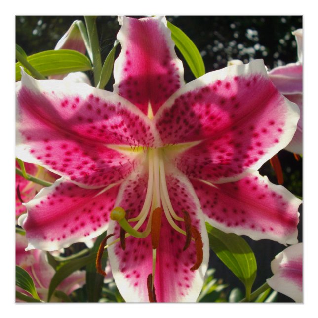 Pink lilies pink tropical flowers pink floral poster (Front)