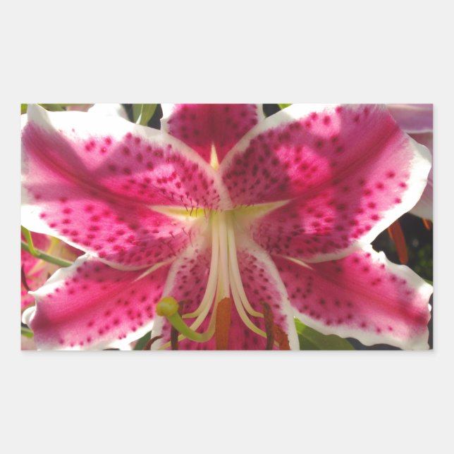 Pink lilies pink tropical flowers pink floral rectangular sticker (Front)