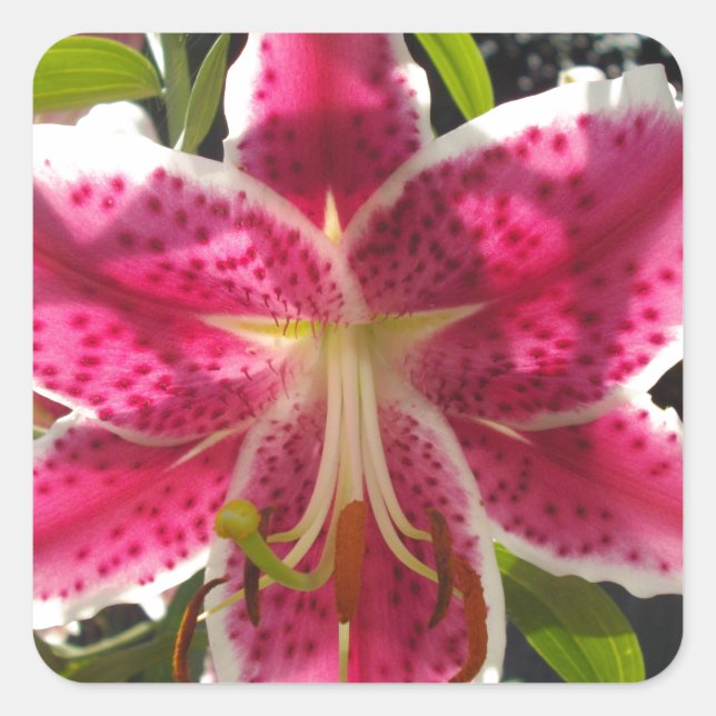 Pink lilies pink tropical flowers pink floral square sticker (Front)
