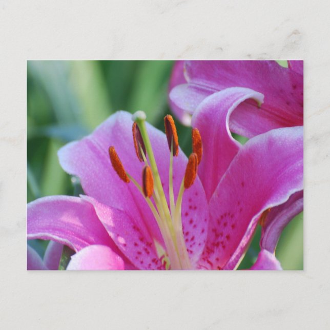 Pink Lilies  Postcard (Front)