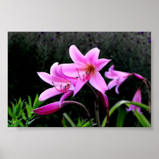 Pink Lilies Poster