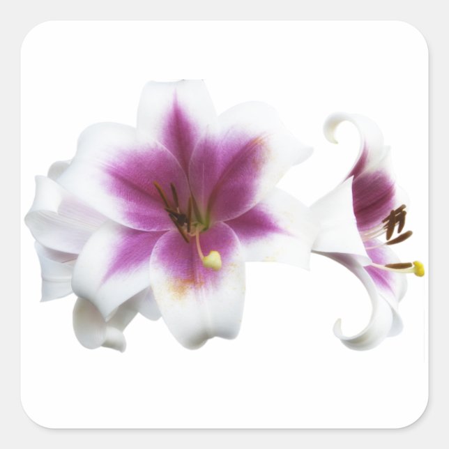 Pink Lilies Square Sticker (Front)
