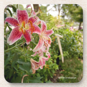 Pink Lillies Coaster
