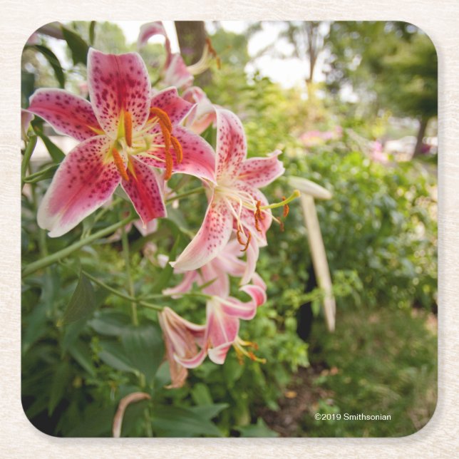 Pink Lillies Square Paper Coaster (Front)