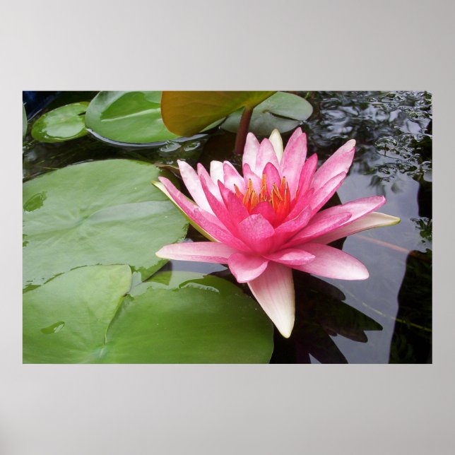 Pink Lilly In Pond Poster (Front)