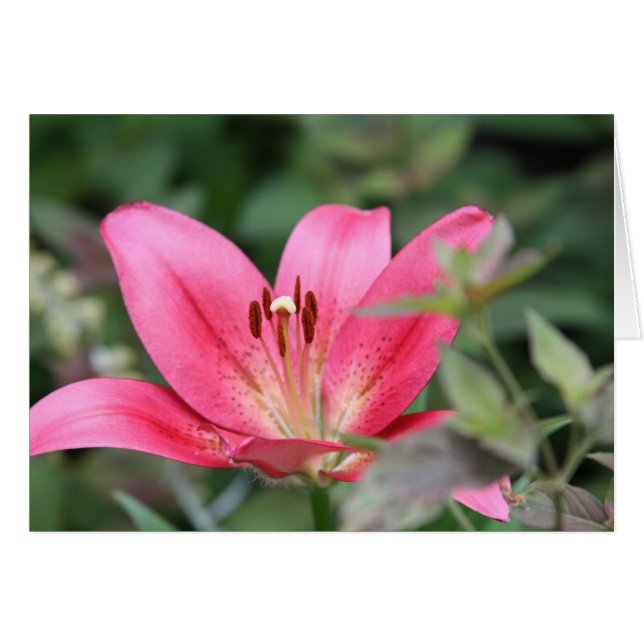 Pink Lily (Front Horizontal)