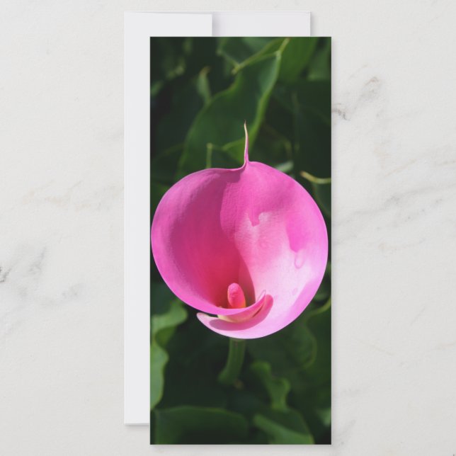 Pink lily (Front)