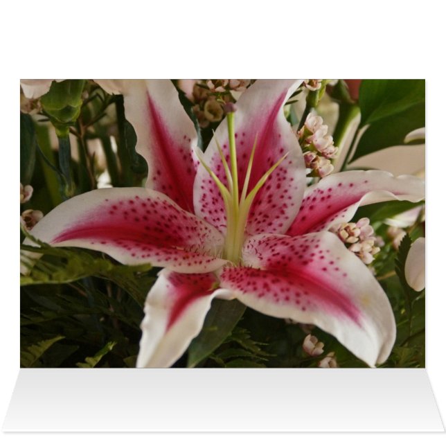 Pink Lily (Inside Horizontal (Top))