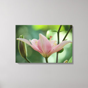 Pink Lily-Bokeh by Shirley Taylor Canvas Print