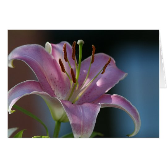 PINK LILY CARD