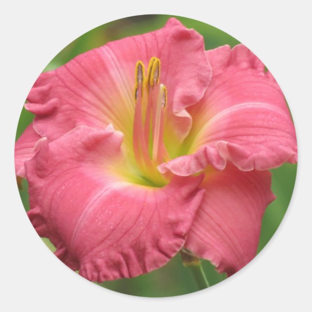 Pink Lily - Daylily Classic Round Sticker (Front)