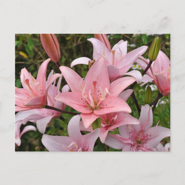 Pink lily floral beauty       postcard (Front)