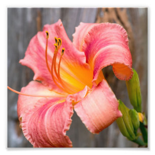 Pink Lily Flower Close up Photo Print