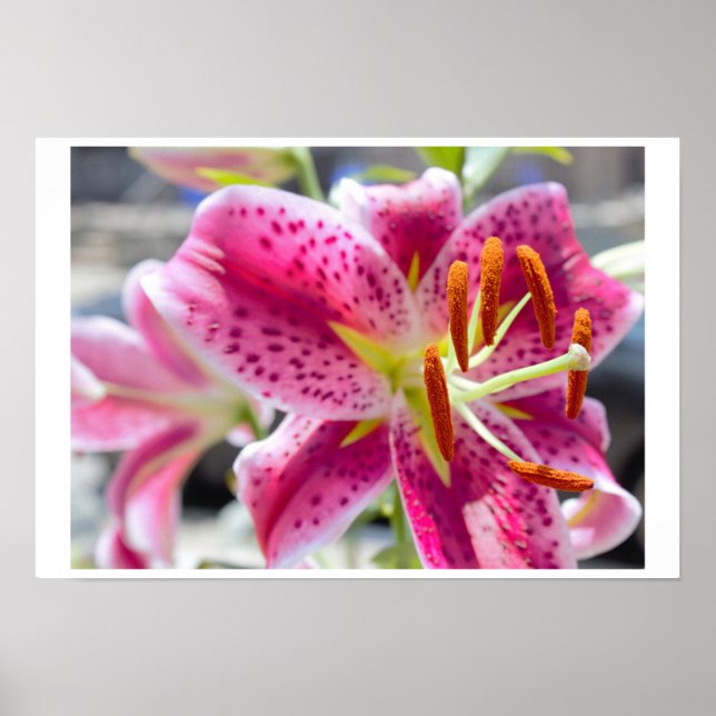 Pink Lily Flower Photo Poster (Front)