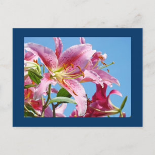 Pink Lily Flower postcards Blue Sky Botanical