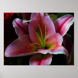 PINK LILY FLOWER POSTER
