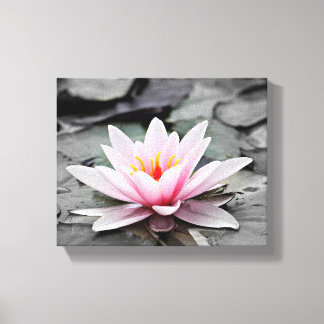 Pink Lily Flower with black background Canvas Print