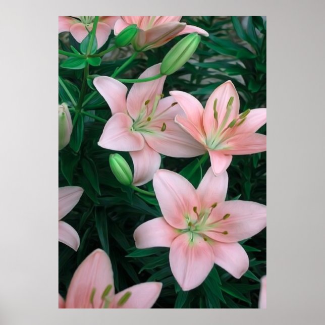 Pink Lily Flowers Poster (Front)