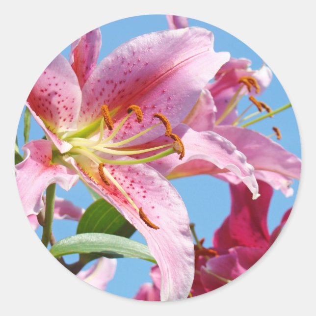 Pink Lily Flowers stickers Custom Shapes Lilies (Front)