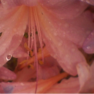 Pink Lily in the Rain Canvas Print