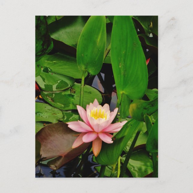 Pink lily lotus water lily flower postcard (Front)