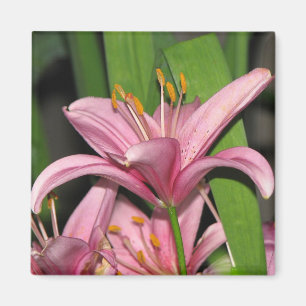 Pink Lily Magnet