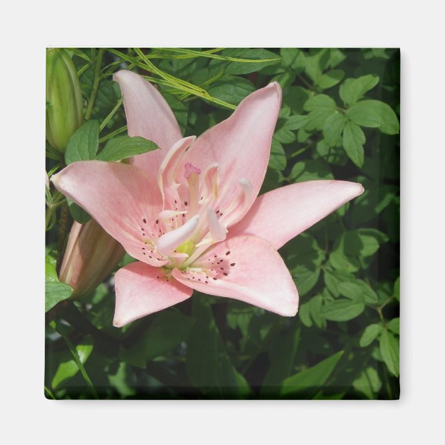 Pink Lily Magnet (Front)