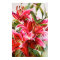 Pink Lily Original Botanical Print Canvas Poster