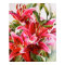Pink Lily Original Botanical Print Canvas Poster
