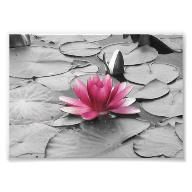 Pink lily pad flower photo print (Front)