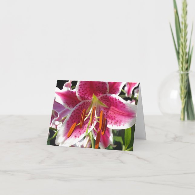 Pink lily pink floral pink flower tropical flower card (Front)