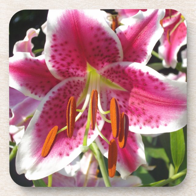 Pink lily pink floral pink flower tropical flower coaster (Front)