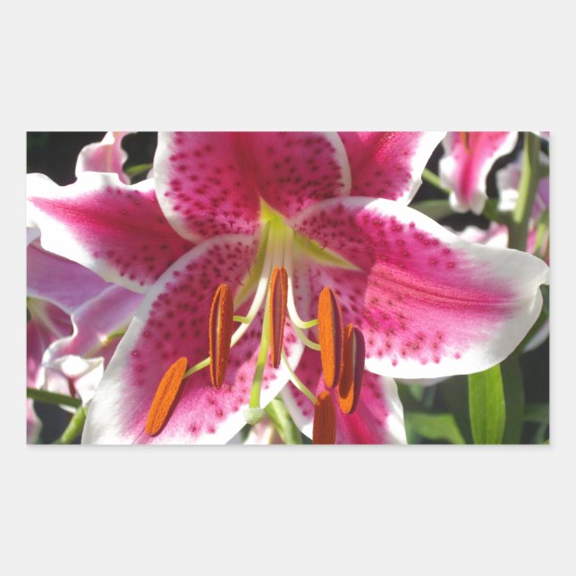 Pink lily pink floral pink flower tropical flower rectangular sticker (Front)