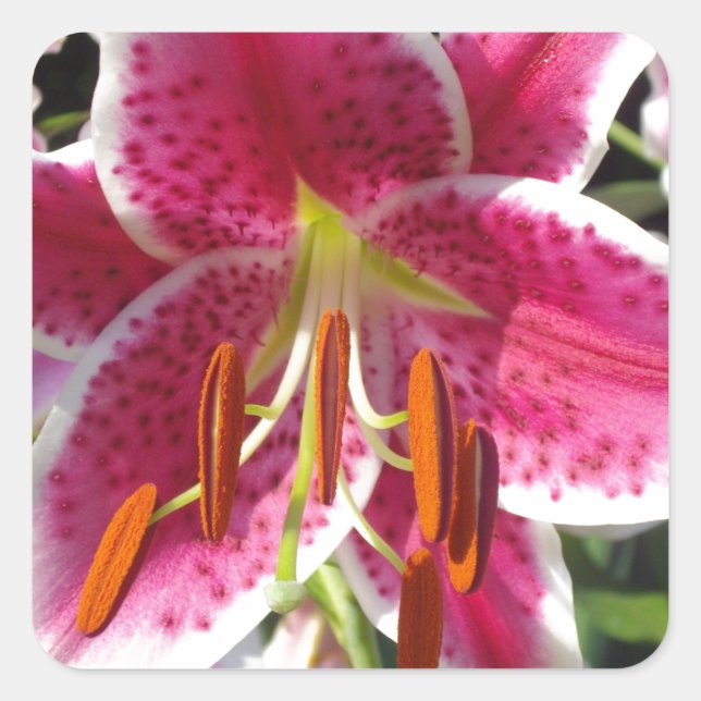 Pink lily pink floral pink flower tropical flower square sticker (Front)