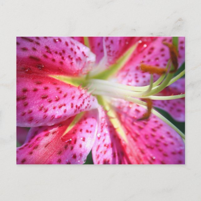 Pink Lily Postcard (Front)