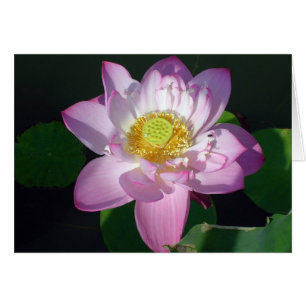 Pink Lotus