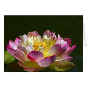 Pink Lotus
