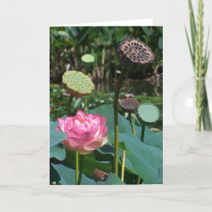 Pink Lotus and Pods - Greeting Card