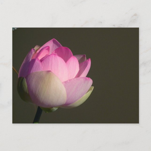 Pink Lotus Announcement Postcard (Front)
