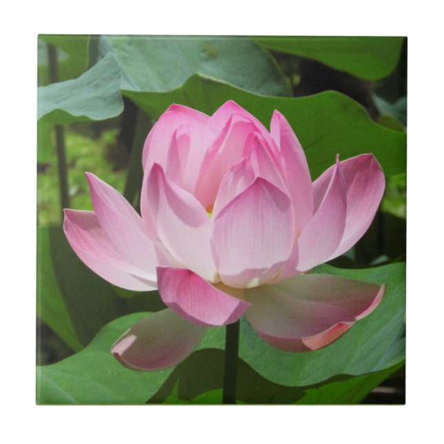 Pink Lotus Bloom Tile (Front)