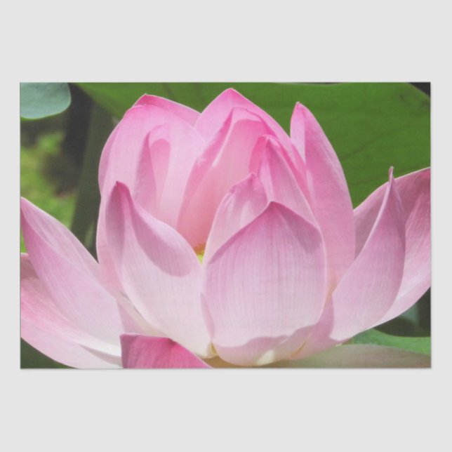 Pink Lotus Bloom Tissue Paper (Front)