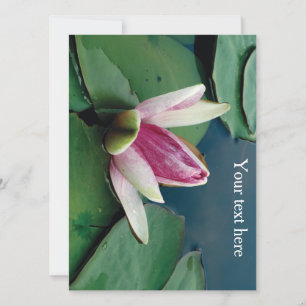 Pink Lotus Blossom Flower Photo  Invitation