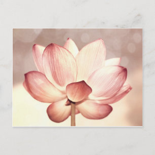 Pink Lotus Blossom Postcard