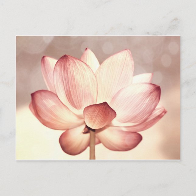 Pink Lotus Blossom Postcard (Front)