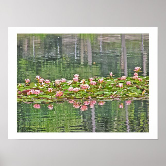 "PINK LOTUS BLOSSOMS AND REFLECTIONS IN POND" POSTER (Front)