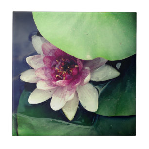 Pink  Lotus Drawing Photo Tile