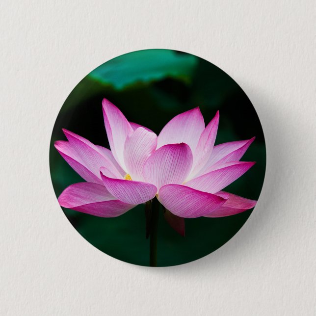 Pink Lotus Flower 6 Cm Round Badge (Front)