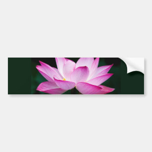 Pink Lotus Flower Bumper Sticker