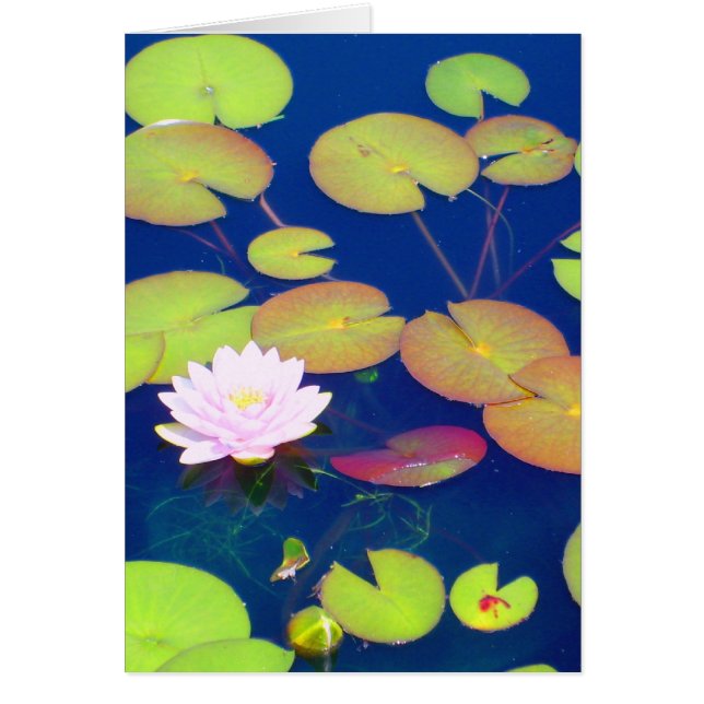 Pink Lotus Flower floating with lily pads on pond (Front)