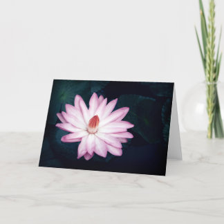 Pink Lotus Flower Greeting Cards